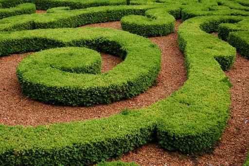 Plant Maze Wall Decal