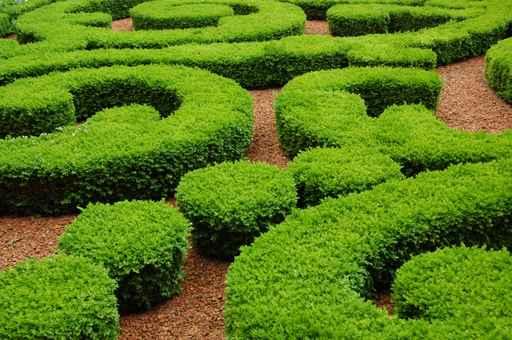 Labyrinthe Vegetal Wall Decal Design 1