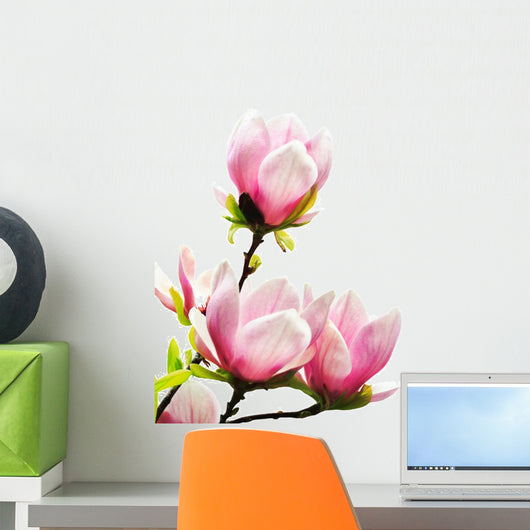 Spring Magnolia Tree Blossoms