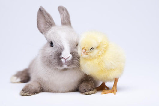 Animal Easter Wall Mural