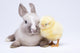 Animal Easter Wall Mural
