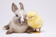 Happy Easter Animal Chick