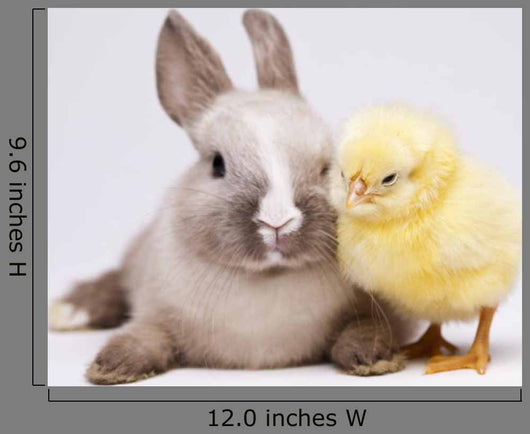Happy Easter Animal Chick