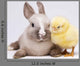 Happy Easter Animal Chick