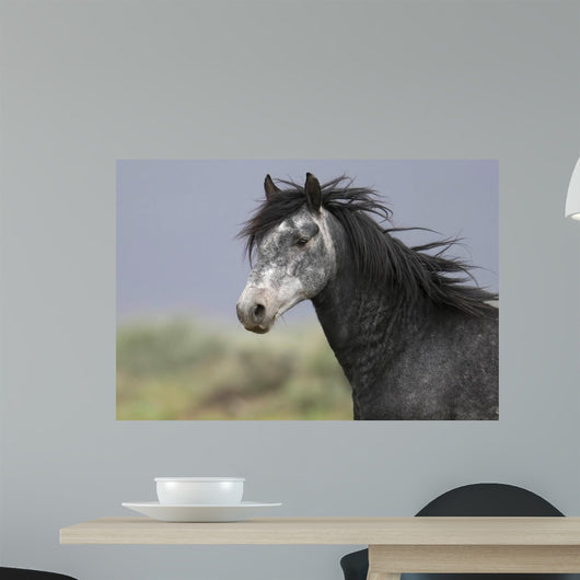 headshot of a beautiful grey wild horse Wall Mural