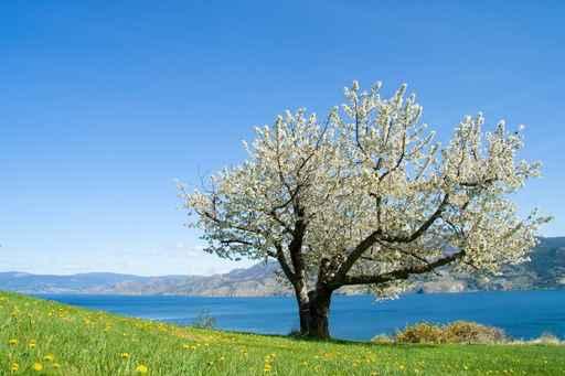 One Tree Wall Decal