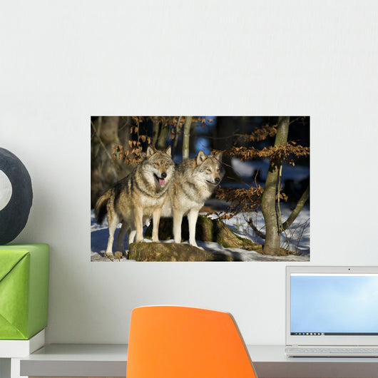 Pair Wolves