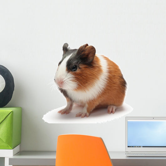 Guinea Pig Baby White