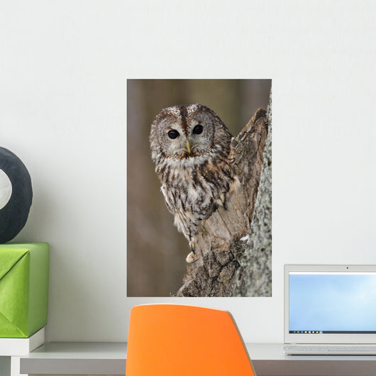 Tawny Owl Hollow Tree
