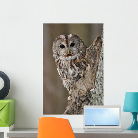 Tawny Owl Hollow Tree