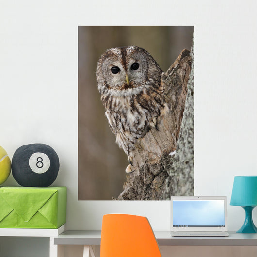 Tawny Owl Hollow Tree