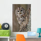 Tawny Owl Hollow Tree