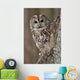 Tawny Owl Hollow Tree