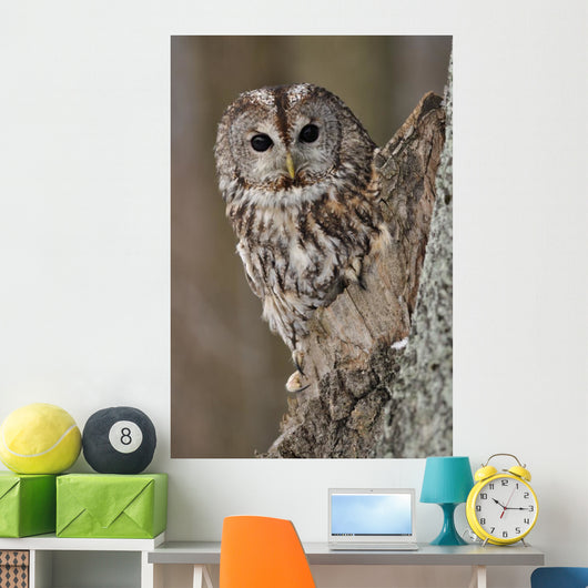 Tawny Owl Hollow Tree