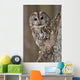 Tawny Owl Hollow Tree