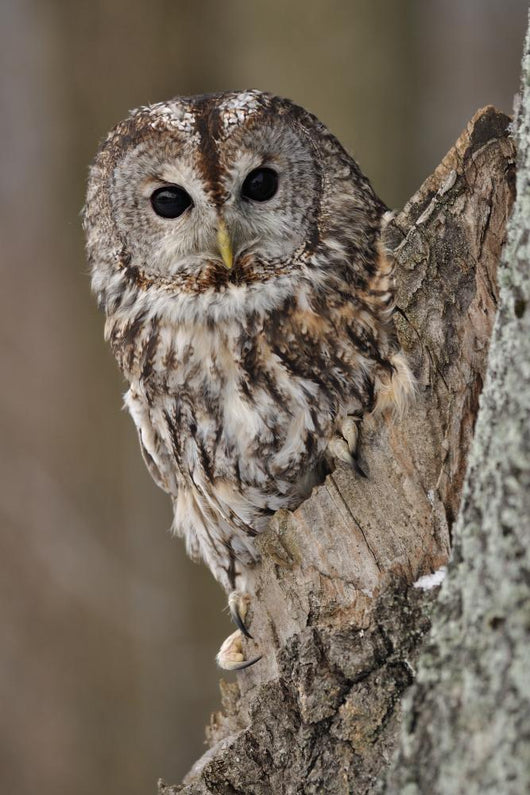Tawny Owl Hollow Tree
