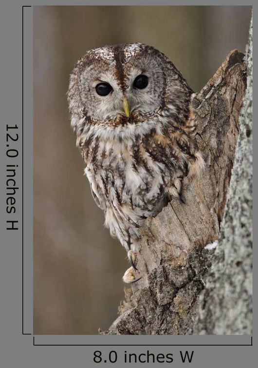 Tawny Owl Hollow Tree