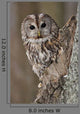 Tawny Owl Hollow Tree