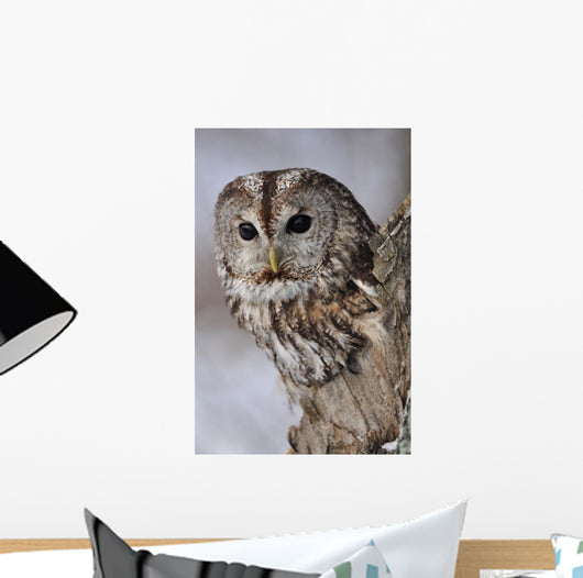 Tawny Owl Hollow Tree