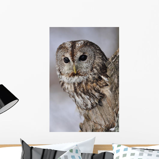 Tawny Owl Hollow Tree