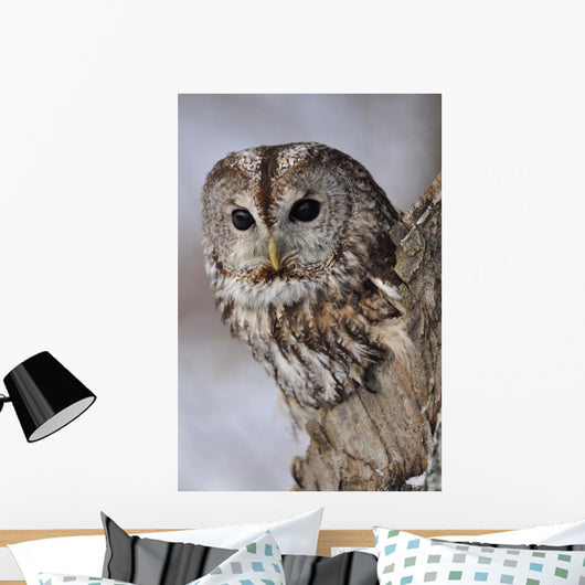 Tawny Owl Hollow Tree