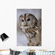 Tawny Owl Hollow Tree