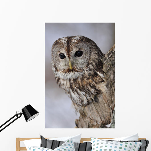 Tawny Owl Hollow Tree