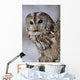 Tawny Owl Hollow Tree
