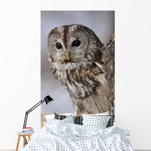 Tawny Owl Hollow Tree