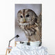 Tawny Owl Hollow Tree