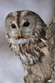 Tawny Owl Hollow Tree