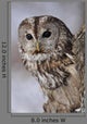 Tawny Owl Hollow Tree