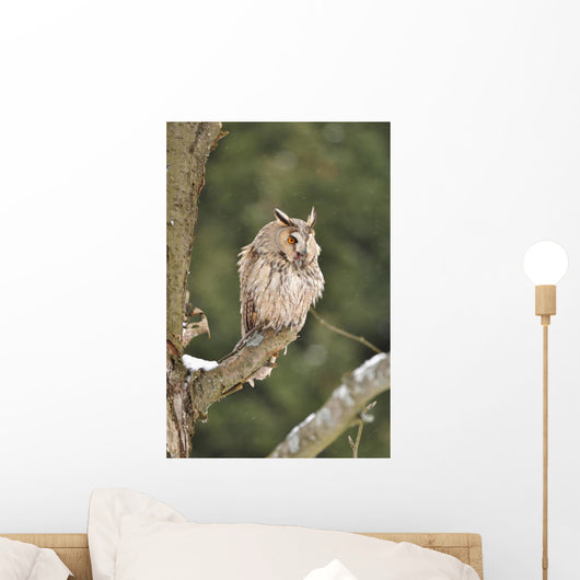 Long-eared Owl Sitting Branch Wall Mural