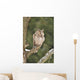 Long-eared Owl Sitting Branch Wall Mural