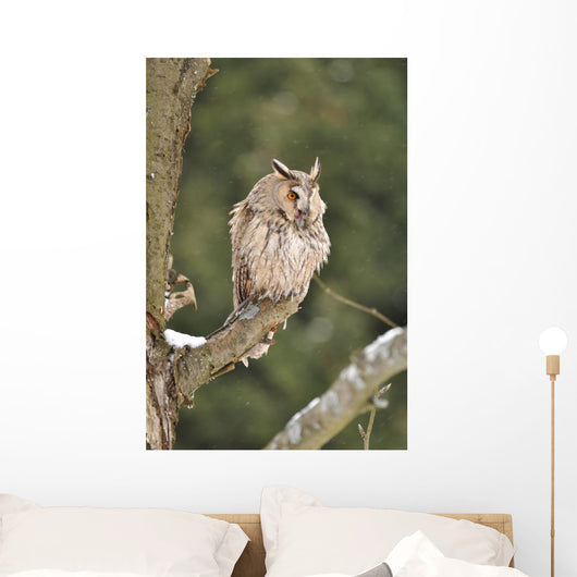 Long-eared Owl Sitting Branch Wall Mural
