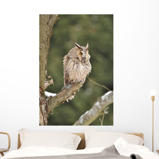 Long-eared Owl Sitting Branch Wall Mural