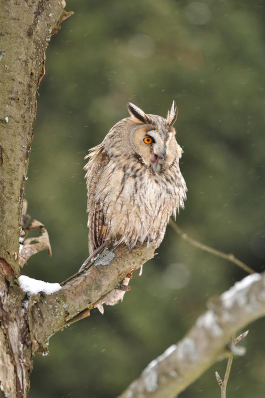 Long-eared Owl Sitting Branch Wall Mural