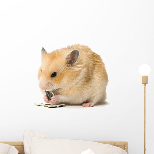 Male Hamster Eating Sunflower Seeds over White Background Wall Decal