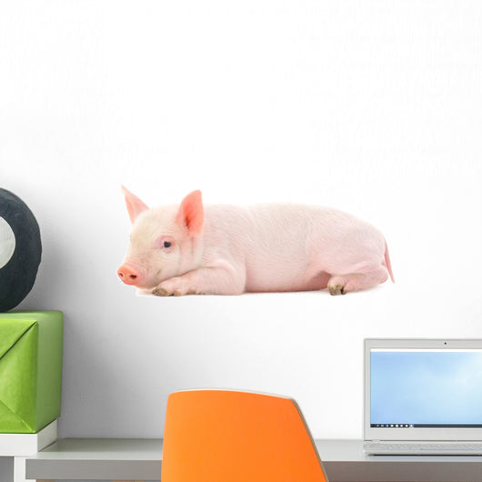 Pig on White Wall Decal