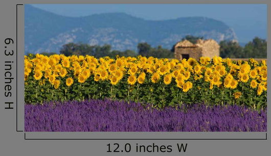 Lavender and sunflower setting in Provence, France Wall Mural