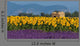 Lavender and sunflower setting in Provence, France Wall Mural