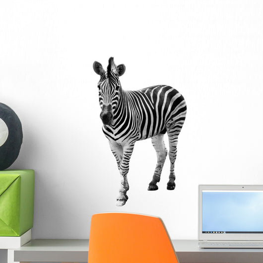 Zebra Isolated on White Background Wall Decal