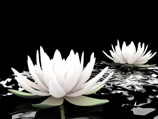 3d lotus on water Wall Mural
