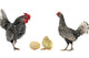 Hen and Cock Wall Mural