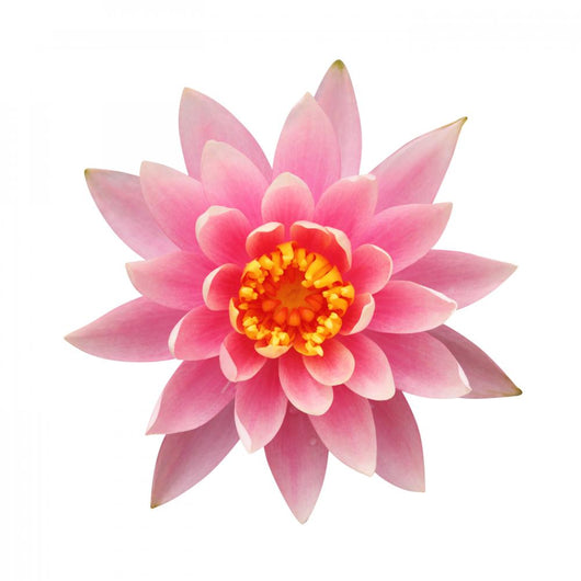 Open Pink Water Lily Wall Decal