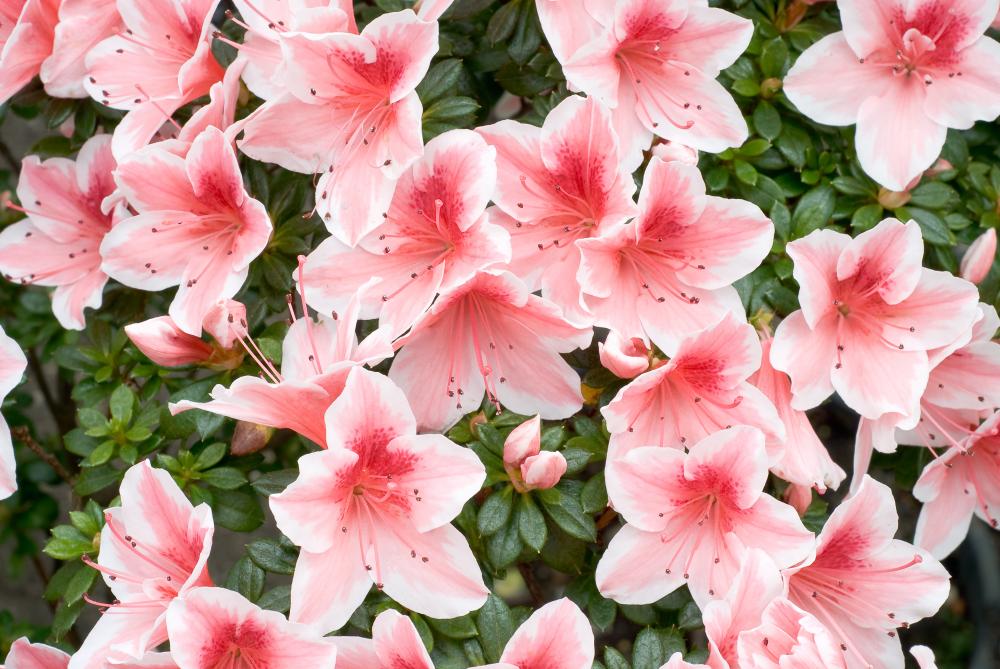 Azalea Rhododendron Simsii 'mevrouw