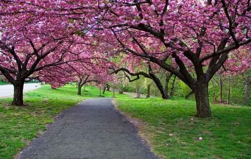 Cherry Blossom Path Wall Decal