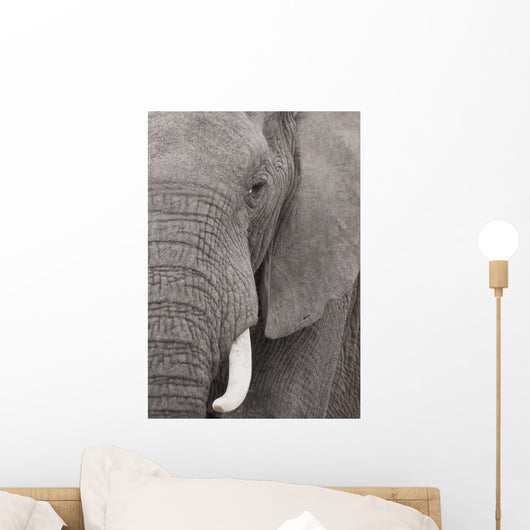 Elefant