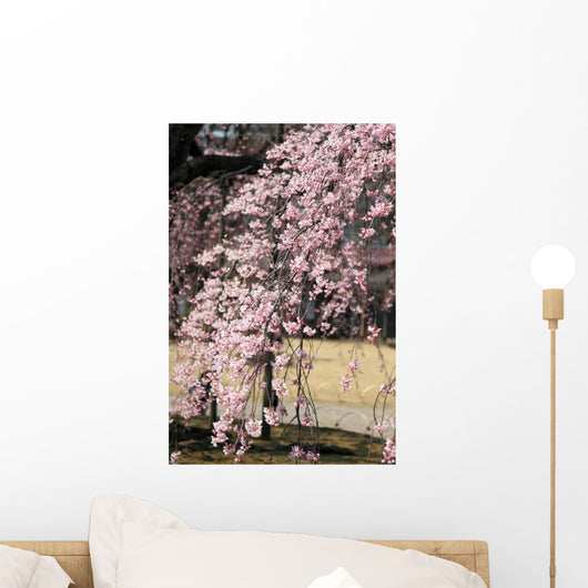 Sakura Baba Weeping Cherry