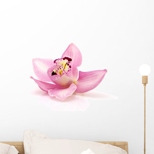 Orchid